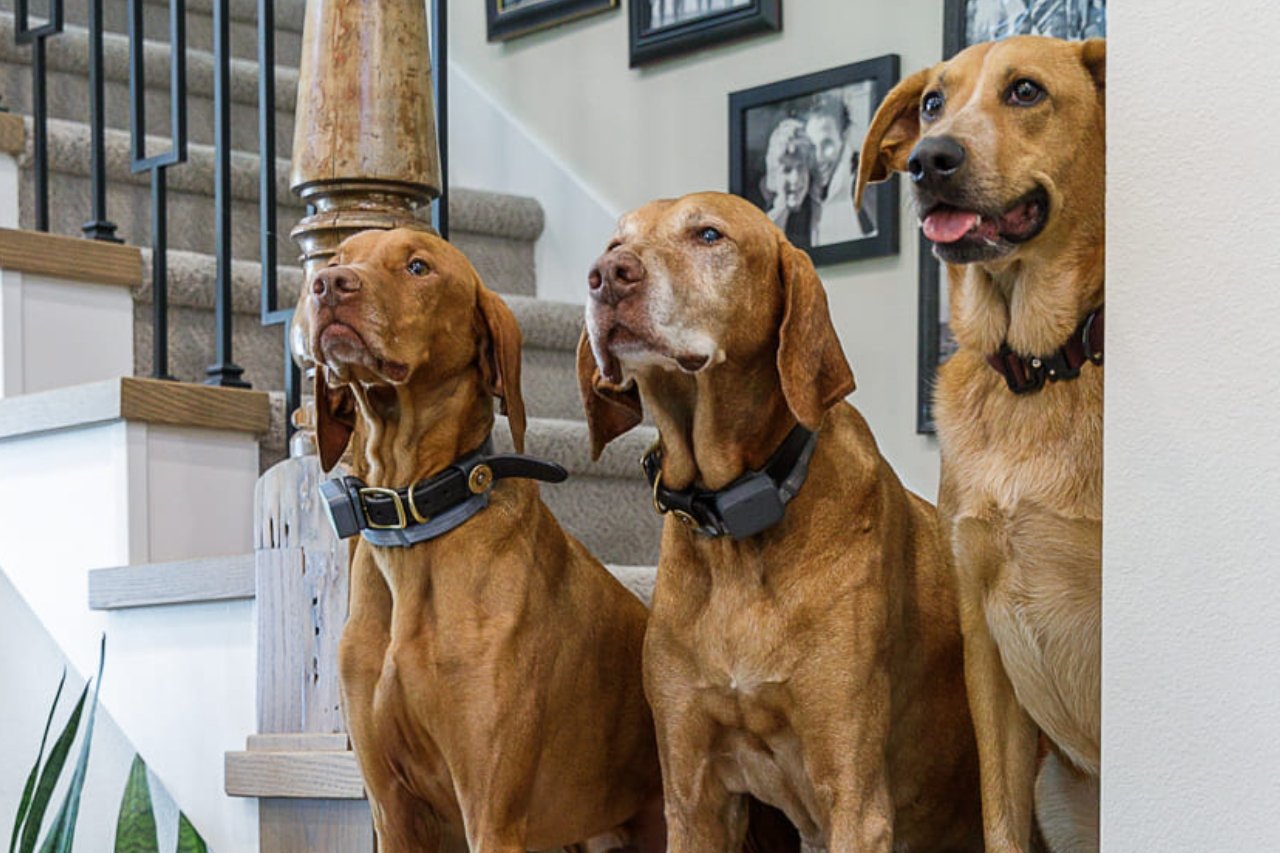 The Dawgs of Compelling Homes Remodeling + Design